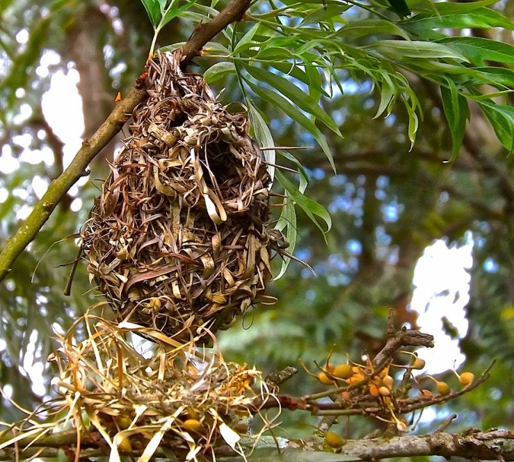 Weaver birds' nests in Rwanda/enclos*ure