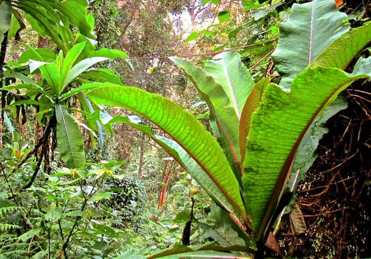 1 Giant lobilias in the Nyungwe Park, Rwanda:enclos*ure
