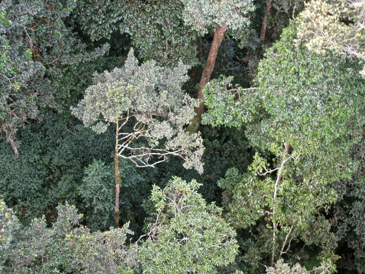 23 Look down, Canopy walk, Nyungwe Park, Rwanda:enclos*ure