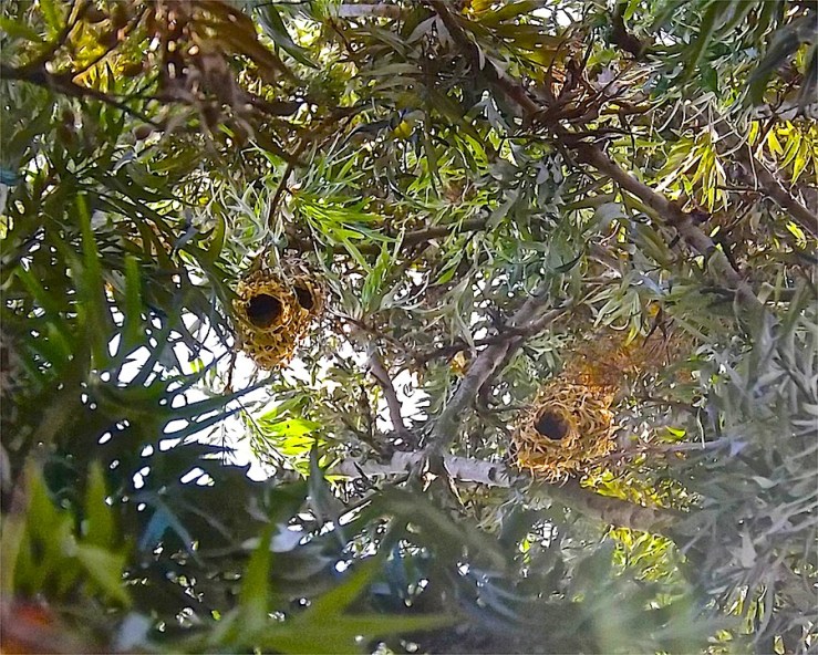 Weaver birds' nests in Rwanda/enclos*ure