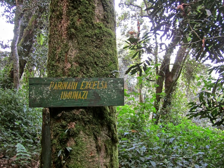 8 Labeled tree, Nyungwe Park, Rwanda:enclos*ure