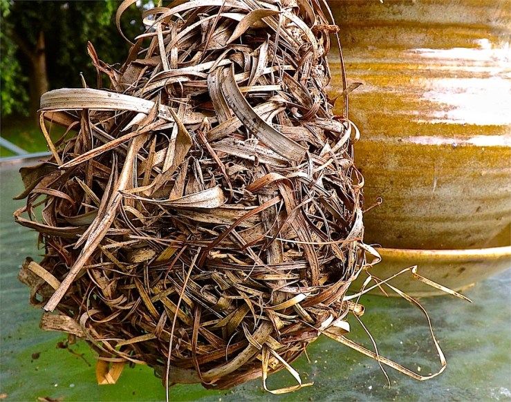 Weaver birds' nest in Rwanda/enclos*ure