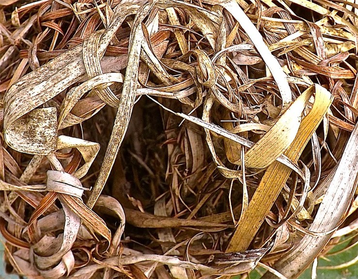 Weaver birds' nest in Rwanda/enclos*ure