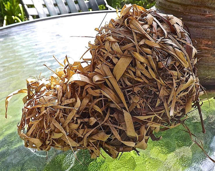 Weaver birds' nest in Rwanda/enclos*ure