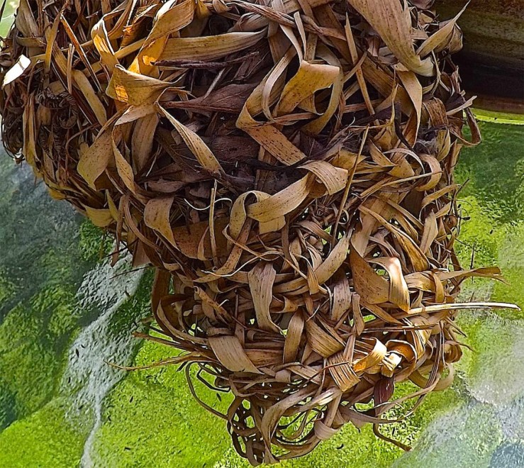 Weaver birds' nest in Rwanda/enclos*ure