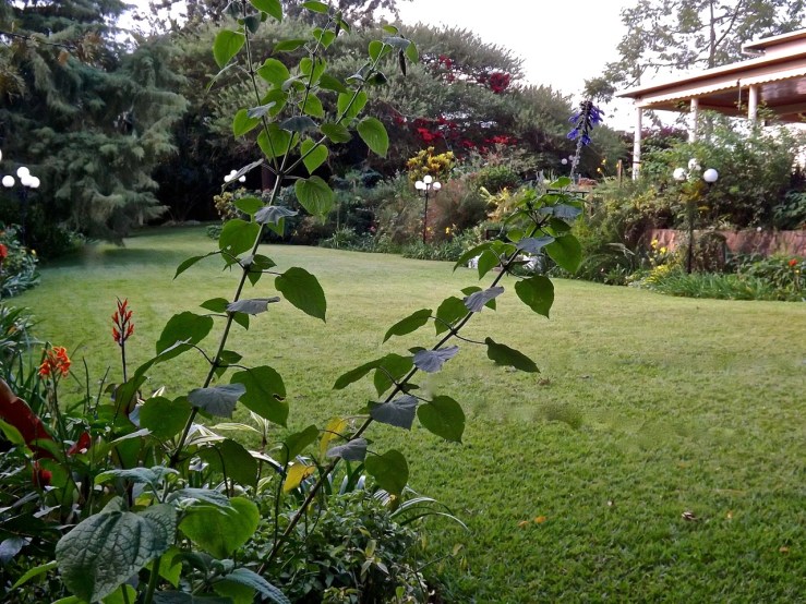 garden lights/enclos*ure