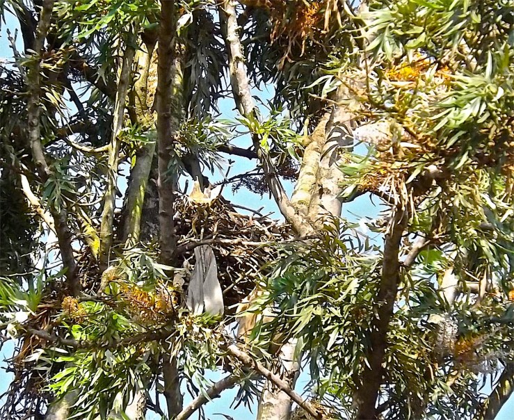 Hawks' nest in Rwanda/enclos*ure