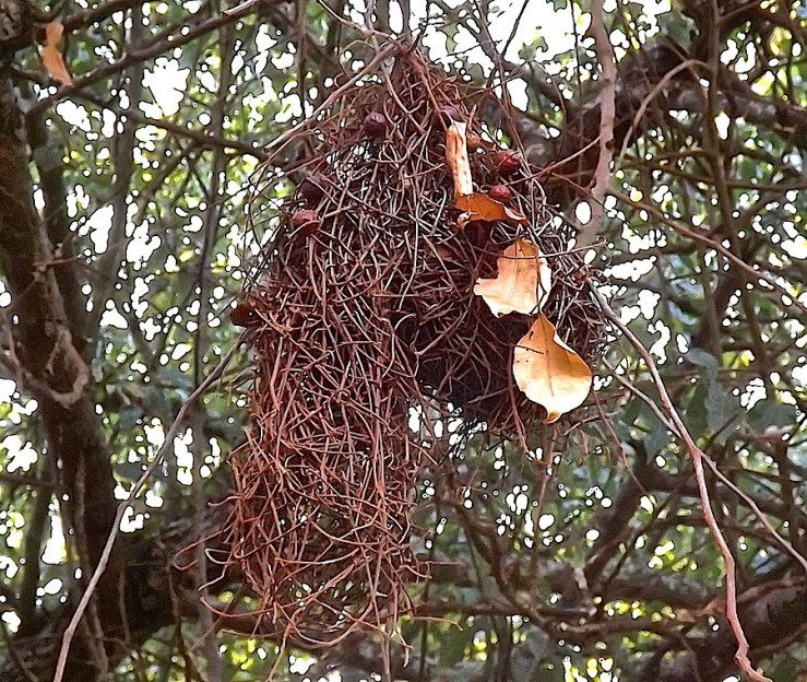 Long-neck weaver bird nest, Akagera Natl. Park, Rwanda:enclos*ure