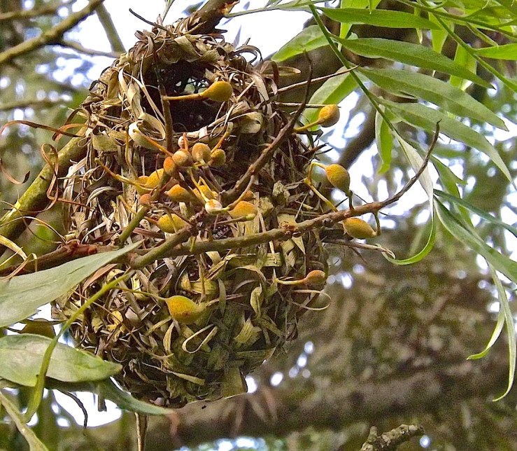 Weaver birds' nests in Rwanda/enclos*ure