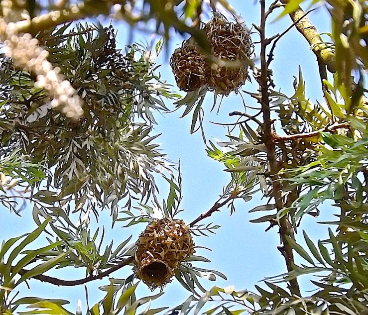 Weaver birds' nests in Rwanda/enclos*ure