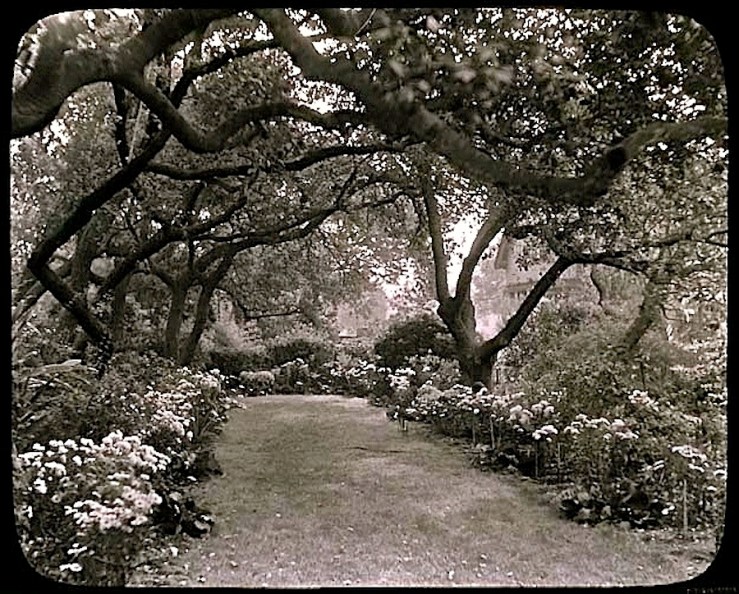 1930 Pasadena garden, Archives of American Gardens, Smithsonian Institution