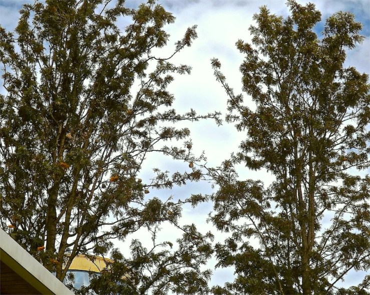 Weaver birds' nests in Rwanda/enclos*ure