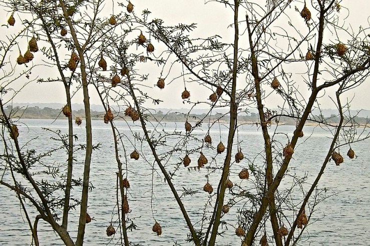 Weaver birds' nests, Akagera Nat'l Park, Rwanda:enclos*ure