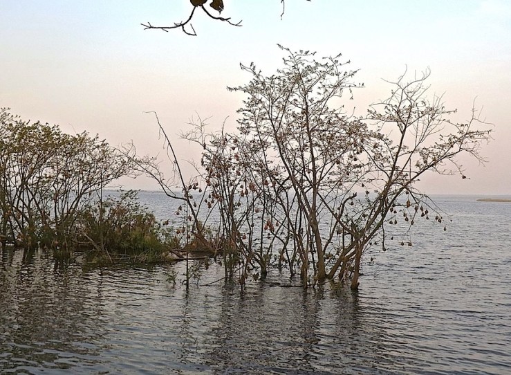 Weaver birds' nests at dusk, Ruzizi Tented Lodge, Akagera National Park, Rwanda:enclos*ure