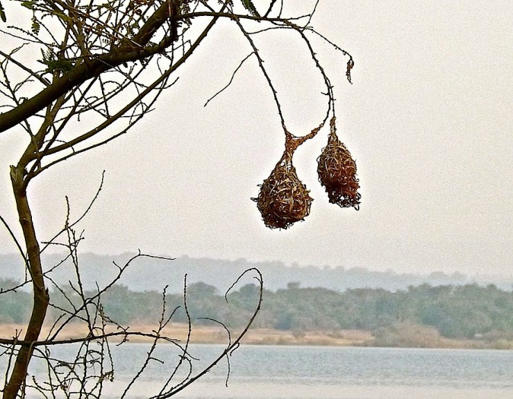 Weaver birds' nests, Ruzizi Tented Lodge, Akagera Natl. Park in Rwanda:enclos*ure