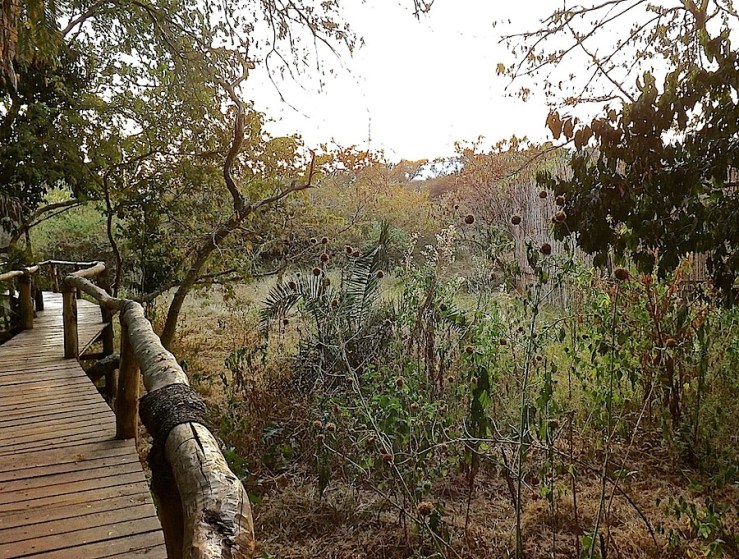 Wildflowers and boardwalk, Ruzizi Tented Lodge, Akagera National Park in Rwanda:enclos*ure
