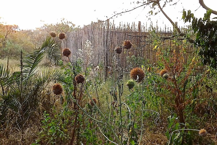 Wildflowers, Ruziz Tented Lodge, Akagera National Park, Rwanda:enclos*ure