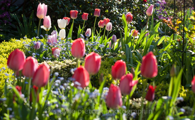 Urban garden by Sibylle Pietrek, Gartenblick/enclos*ure