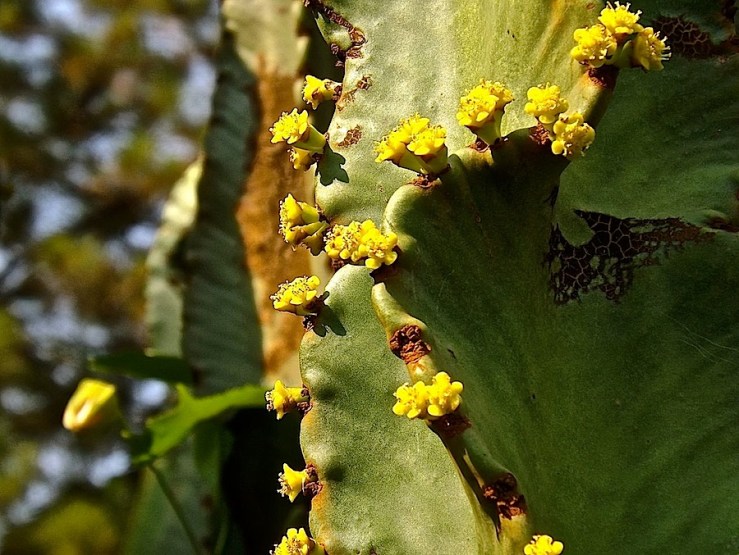 Cactus in our Kigali garden/enclos*ure
