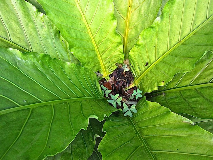 Garden Bloggers' Foliage Follow Up for July, Kigali, Rwanda/enclos*ure