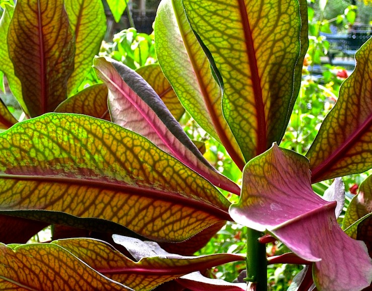 Garden Bloggers' Foliage Follow Up for July, Kigali, Rwanda/enclos*ure