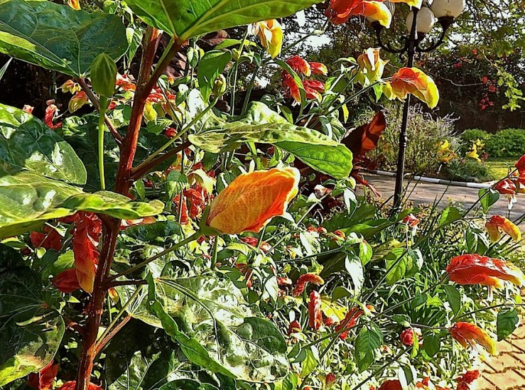 Garden Bloggers' Bloom Day in July, tropical hibiscus in our Kigali garden/enclos*ure