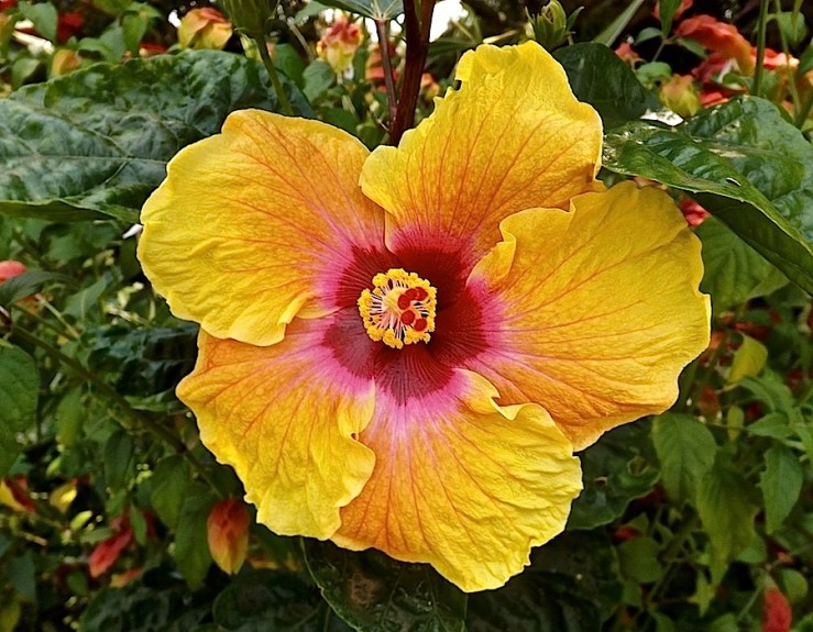 Garden Bloggers' Bloom Day in July, tropical hibiscus in our Kigali garden/enclos*ure