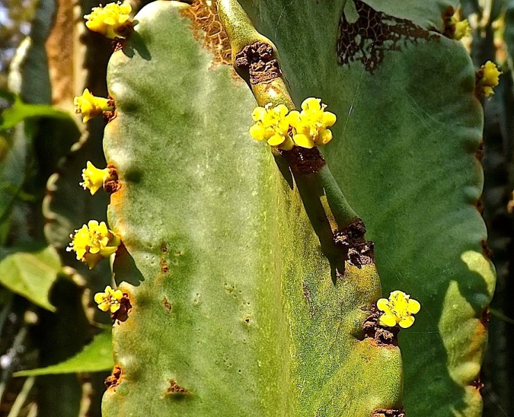 Cactus in our Kigali garden/enclos*ure