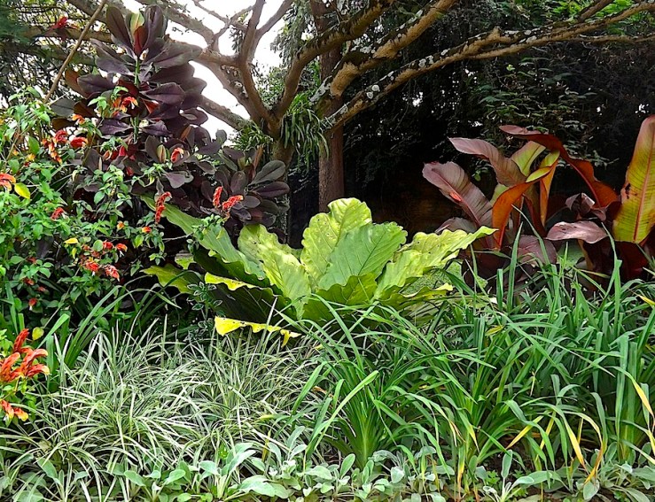 Garden Bloggers' Foliage Follow Up for July, Kigali, Rwanda/enclos*ure
