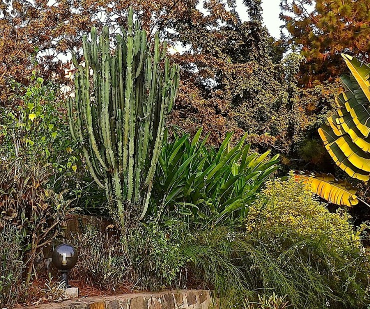 Cactus in our Kigali garden/enclos*ure