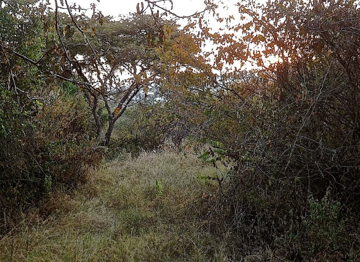 Grass and shrubs near Ruzizi Tented Lodge, Akagera Natl. Park, Rwanda:enclos*ure