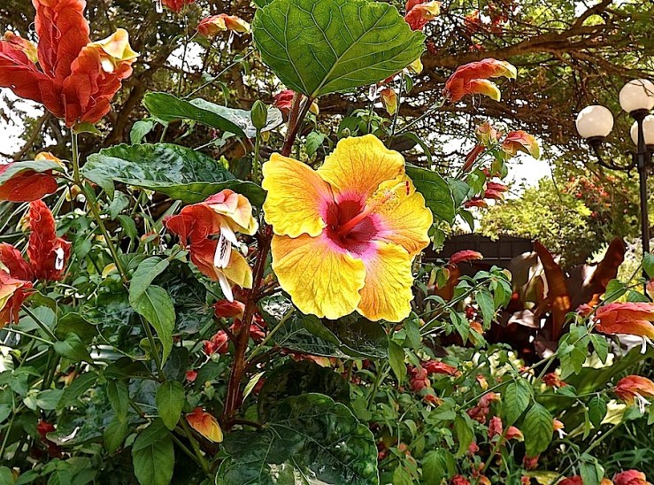 Garden Bloggers' Bloom Day in July, tropical hibiscus in our Kigali garden/enclos*ure