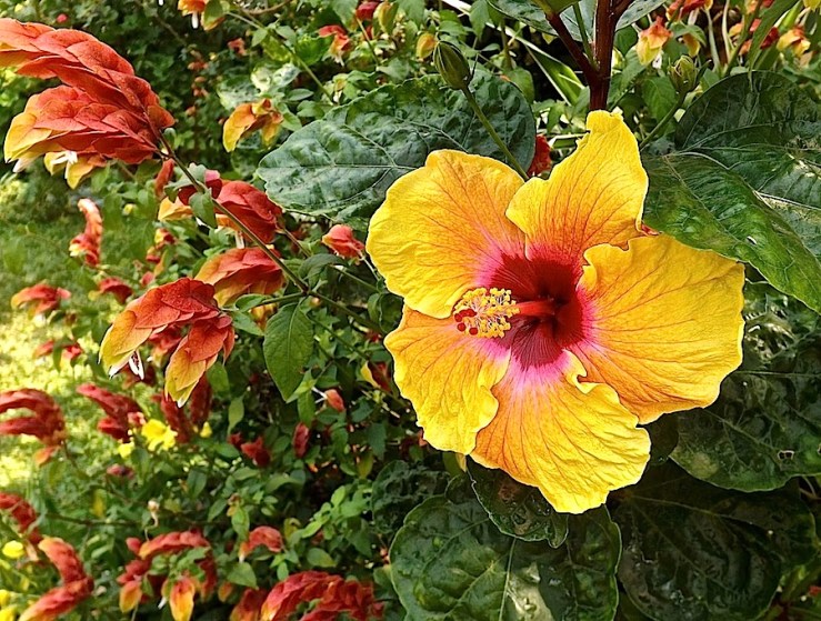 Garden Bloggers' Bloom Day in July, tropical hibiscus in our Kigali garden/enclos*ure