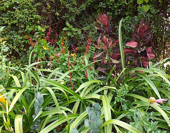 Garden Bloggers' Foliage Follow Up for July, Kigali, Rwanda/enclos*ure