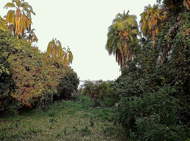 Marshy edge of Lake Ihema at Ruzizi Tented Lodge, Akagera National Park, Rwanda:enclos*ure