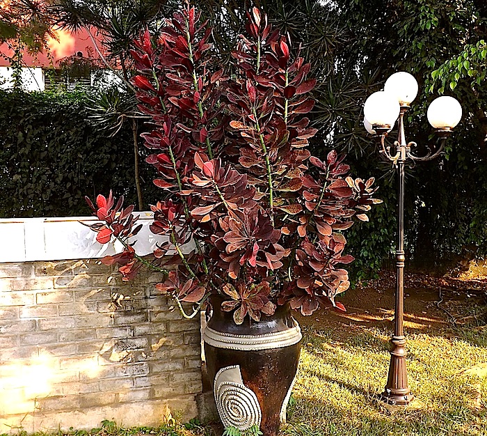 Garden Bloggers' Foliage Follow Up for July, Kigali, Rwanda/enclos*ure