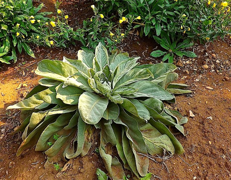 Garden Bloggers' Foliage Follow Up for July, Kigali, Rwanda/enclos*ure