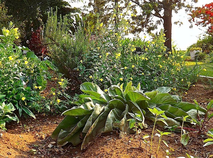 Garden Bloggers' Foliage Follow Up for July, Kigali, Rwanda/enclos*ure