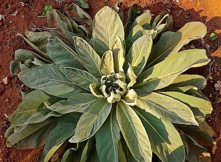 Garden Bloggers' Foliage Follow Up for July, Kigali, Rwanda/enclos*ure