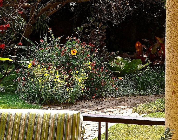 Garden Bloggers' Bloom Day in July, tropical hibiscus in our Kigali garden/enclos*ure