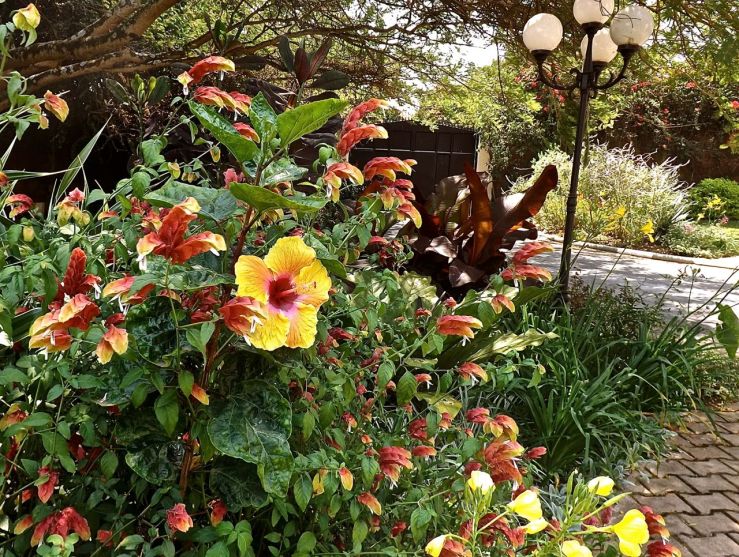 Garden Bloggers' Bloom Day in July, tropical hibiscus in our Kigali garden/enclos*ure