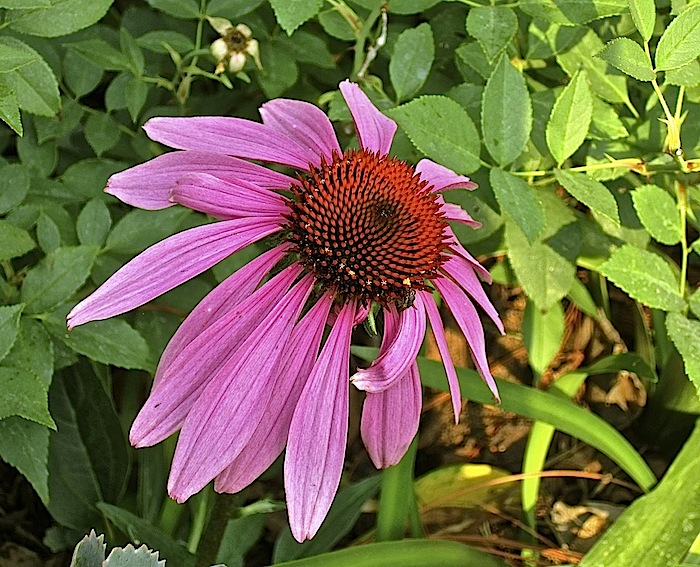 The first coneflower bloom.