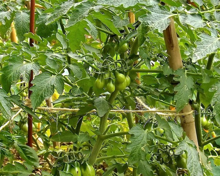 Our garden in the dry season/enclos*ure