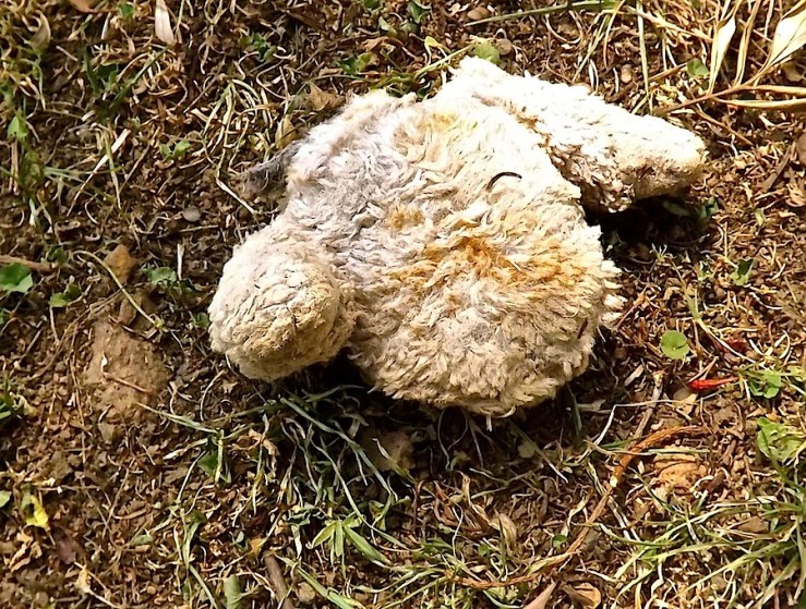 Toy dropped by hawk/enclos*ure