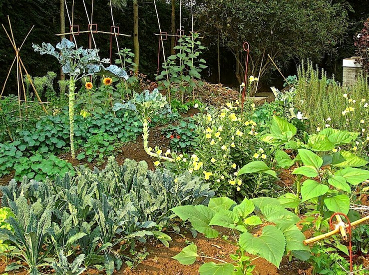 The vegetable garden with kale, sunflowers, Missouri primroses, nasturtiums.
