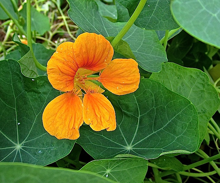Orange nasturtium in our vegetable garden.