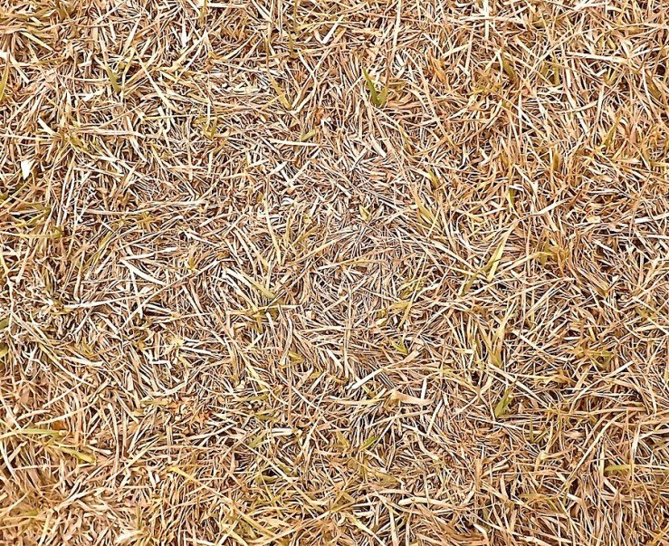 Our garden in the dry season/enclos*ure