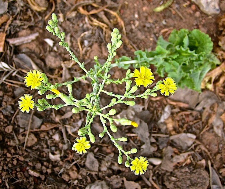 Lettuce flowers.