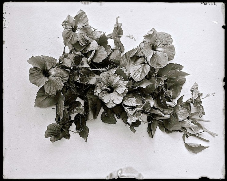 Wordless Wednesday at enclos*ure -- Hibiscus blossoms, ca. 1900-15, Detroit Publishing Co., via Library of Congress