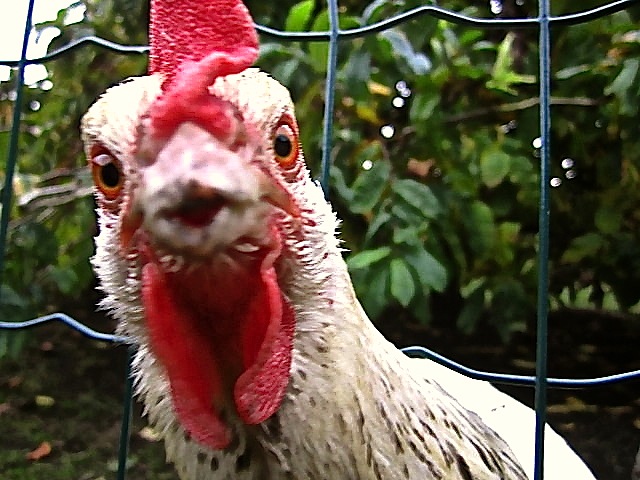 Snowdrop, an Old Sussex Star, at Harlow Carr Gardens, near Beckwithshaw, North Yorkshire, by Rich Tea.  The garden is run by the Royal Horticultural Society.